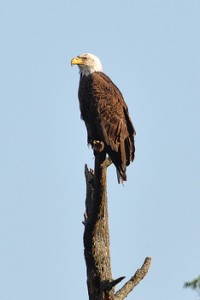 Photo by Karen Salyer (taken before no stopping, no standing signs were erected)
